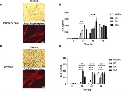 S100A8 alarmin supports IL-6 and metalloproteinase-9 production by fibroblasts in the synovial microenvironment of peripheral spondyloarthritis